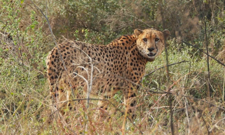 Project Cheetah Botswana: ભારત દક્ષિણ આફ્રિકાના બોત્સ્વાનાથી 8 વધુ ચિત્તા લાવશે, પહેલા ચાર મે મહિનામાં લાવવામાં આવે તેવી અપેક્ષા છે.