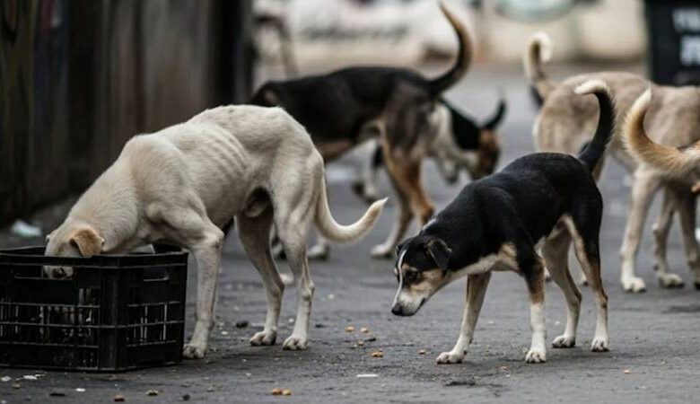Delhi NCR stray dogs: દિલ્હી-NCRમાં રખડતા કૂતરાઓને તાત્કાલિક પકડવા SCનો આદેશ, આશ્રય ગૃહો બનાવવામાં આવશે 1 thenewsdk.in