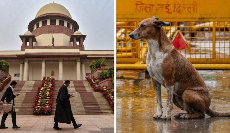 SC verdict stray dogs: 'આશ્રય ગૃહ નહીં, નસબંધી એ યોગ્ય ઉકેલ છે...', રખડતા કૂતરાઓ પર સુપ્રીમ કોર્ટનો મોટો નિર્ણય 1 thenewsdk.in
