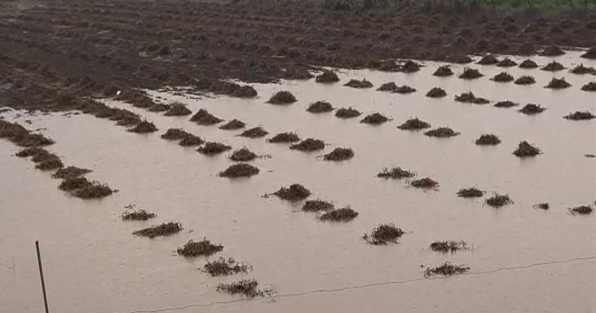 ⛈️આ વિસ્તારોમાં મેઘરાજાની જમાવટ☔ - ShareChat