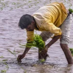 Gujarat Kharif Sowing 2026 : ગુજરાતમાં 60% વાવેતર પૂર્ણ, ગત વર્ષ કરતાં 9% ઓછું; છૂટાછવાયા વરસાદથી ખેડૂતોને મળી રાહત