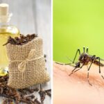 Natural and Herbal Skincare : હર્બલ એટલે હંમેશા સેફ નથી! સ્કિન કેર પ્રોડક્ટ ખરીદતા પહેલાં આ 5 વાતો જરૂર તપાસો 1 મચ્છરોનો ત્રાસ છે? લીંબુની છાલ, લીમડાનું તેલ અને કપૂરથી બનાવો ઘરેલું નેચરલ દીવો!