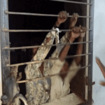 Kedarnath Rain : કેદારનાથમાં વરસાદનો કહેર! સુરતના 14 યાત્રીઓ ફસાયા, 3નું હેલિકોપ્ટરથી રેસ્ક્યૂ… 11 હજુ મુશ્કેલીમાં! 1 ચોરી કરવા ગયા ને પોતે જ ફસાઈ ગયા! કારખાનામાં ઘૂસેલા શખ્સોને બહાર નીકળવાનો રસ્તો ન મળ્યો, બારીમાંથી લગાવી ‘બચાવો બચાવો’ની બૂમો