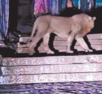 Gir Somnath Kodinar Lion Attack : સિંહણના હુમલામાં યુવકનું મોત! પરિવારજનોનો મૃતદેહ સ્વીકારવાનો ઇનકાર, ઘટનાથી વિસ્તારમાં ચકચાર